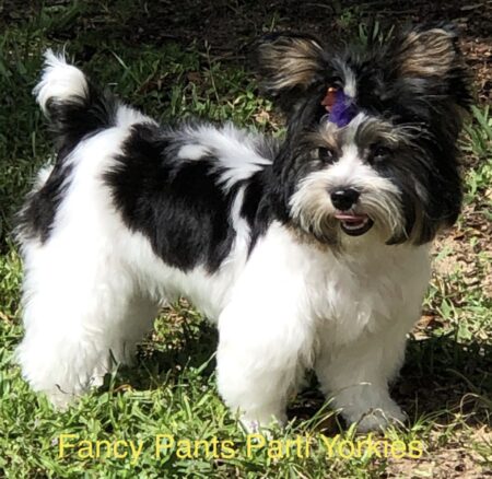 FanciPants Parti Yorkies