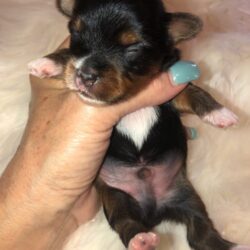 Boomer 2 wks Morkie