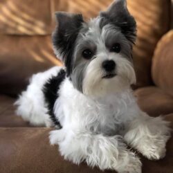 Emme 6 months Morkie