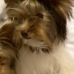 Dottie 6 month old Yorkie Fancy's Dark Chocolate Parti puppy