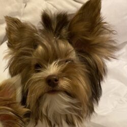 Dottie 6 months old Yorkie  Fancy's puppy