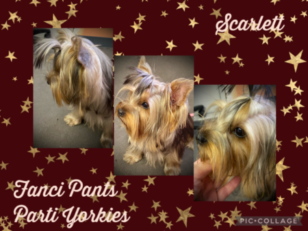 Scarlett 3 face views