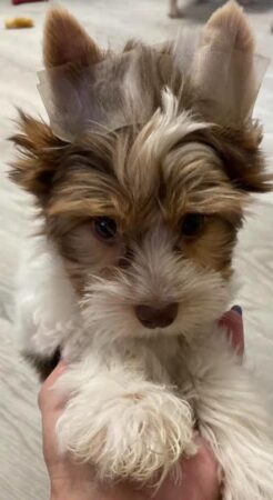 Latte11weeks