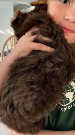 Elsa's daughter, and she is a Morkie. Chocolate in color