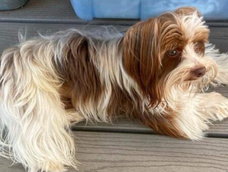 Mr Truffles