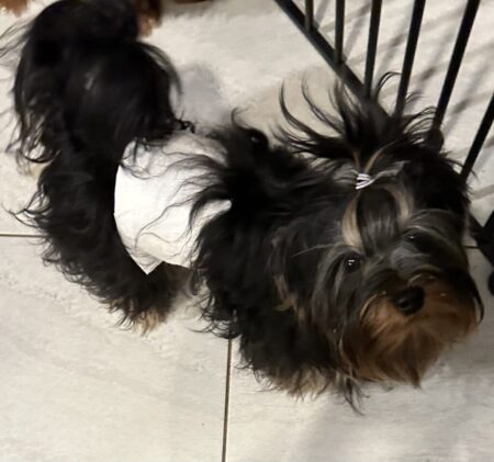 Honor 10 months
