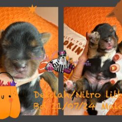 Delilah Nitro 11 07 2024 Male bigger