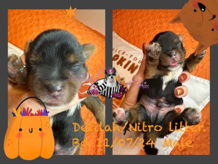 Delilah Nitro 11 07 2024 Male bigger
