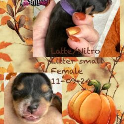 Latte Honor Litter 1 week old small female