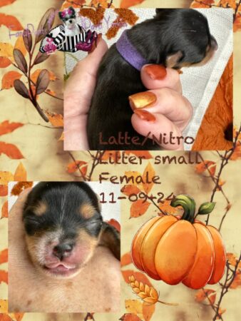 Latte Honor Litter 1 week old small female
