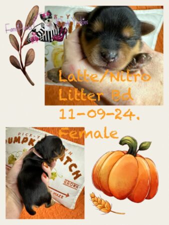 Latte Nitro Female 1 week old
