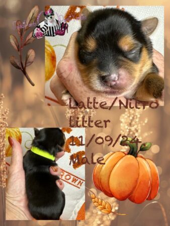 Latte Nitro Male 1 week old