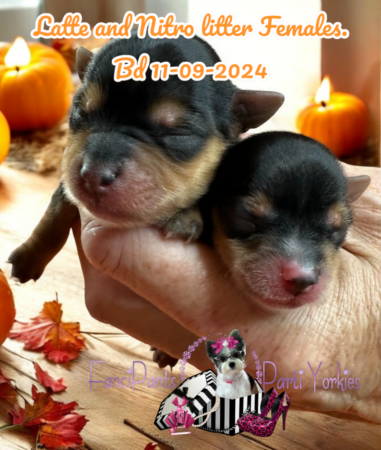Latte and Nitro FEMALES 11 07 24
