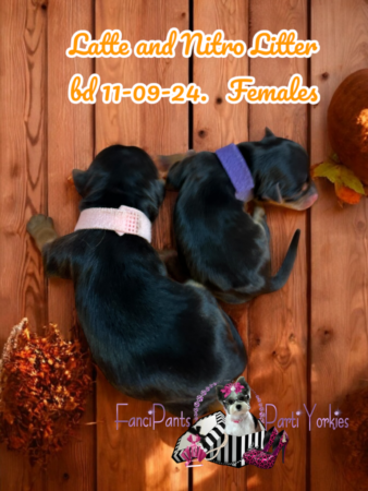 Latte and Nitro Females 11 07 2024
