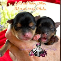 Latte and Nitro first Litter Males