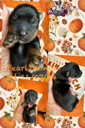 Pearl Honor 1 week old Male