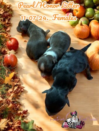 Pearl Honor 1st litter 11 07 24