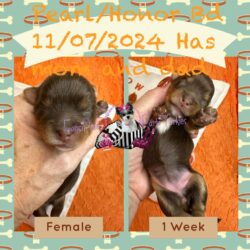 Pearl Honor CHocolate Female 1 week