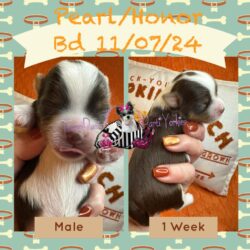 Pearl Honor Ch Male 1 week