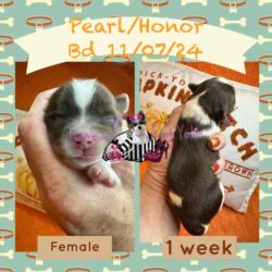 Pearl Honor Female CH PARTI 1 week