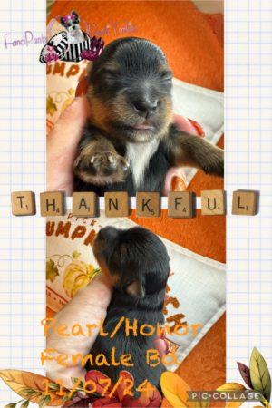 Pearl TR Female 1 week