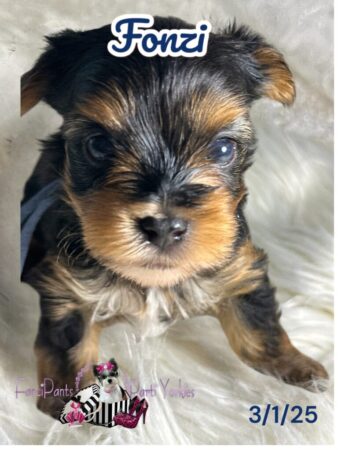 Fonzi 4 weeks old