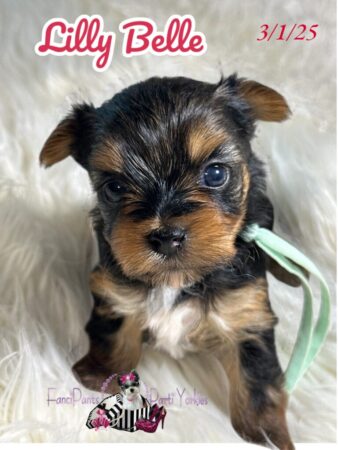 Lilly Belle 4 wks old