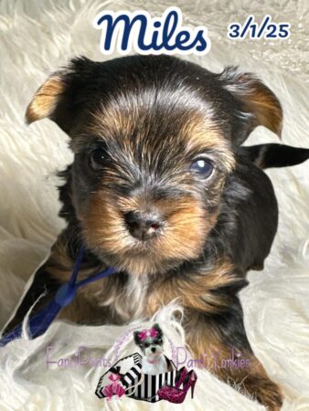 Miles 4 wks old