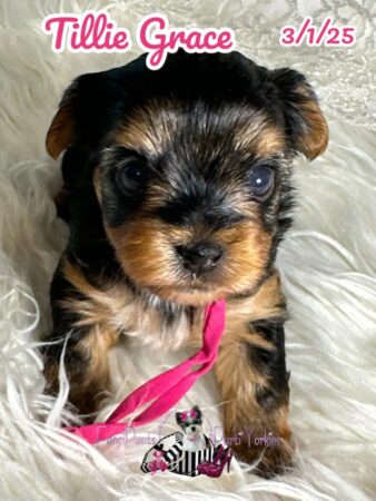Tillie Grace 4 weeks old