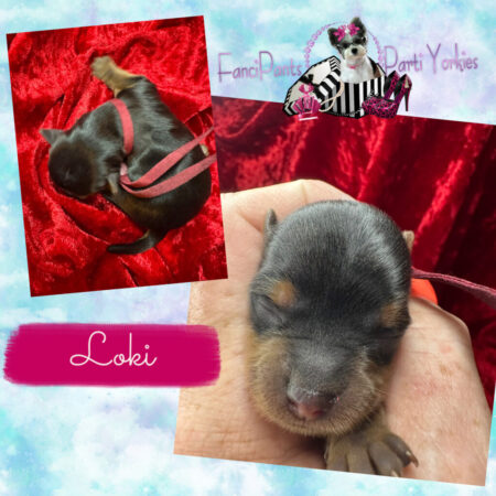 Loki