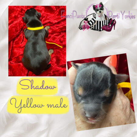 Shadow