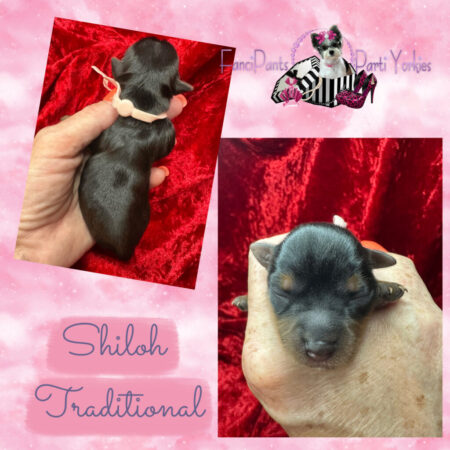 Shiloh