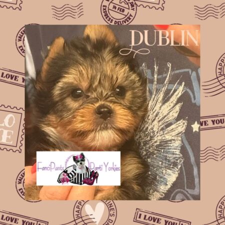 Dublin 6 weeks old
