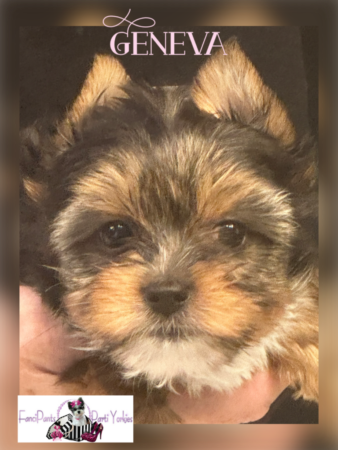 Geneva 6 weeks old