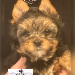London 6 weeks old