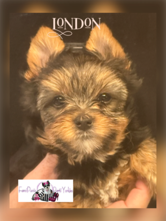 London 6 weeks old