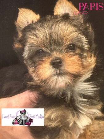 Paris 6 weeks old