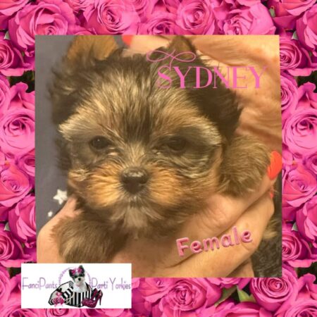 Sydney 6 weeks old